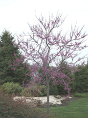 Eastern Redbud ~ Cercis canadensis G3