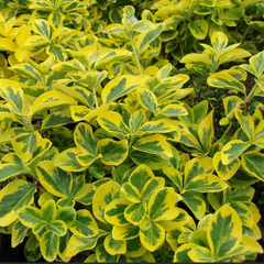 Ermerald 'n' Gold Wintercreeper ~ Euonymus fortunei 'Emerald 'n' Gold' G2