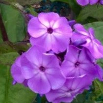 Flame® Purple Garden Phlox ~ Phlox paniculata 'Flame Purple' 19CM