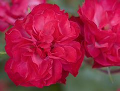 Mystic Fairy® Rose ~ Rosa 'BAIfairy' G2
