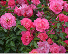 Sunrise Sunset Rose ~ Rosa 'BAIset' G2