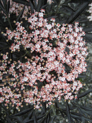 Black Lace® Elderberry ~ Sambucus nigra 'Eva' G1