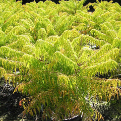 Tiger Eyes® Cutleaf Staghorn Sumac ~ Rhus typhina 'Bailtiger' G3