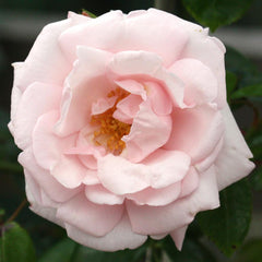New Dawn™ Climbing Rose ~ Rosa x G2