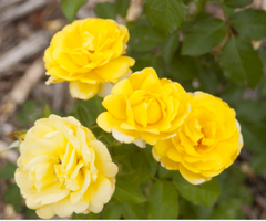 Yellow Brick Road Rose ~ Rosa 'BAIoad' G2