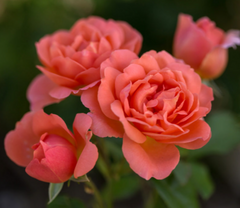 Sweet Fragrance Rose ~ Rosa 'BAInce' G2