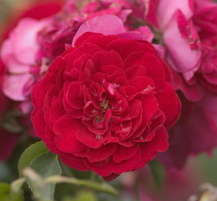 Paint the Town Rose ~ Rosa 'BAItown' G2