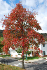Black Gum ~ Nyssa sylvatica G3