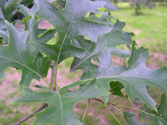 Swamp Spanish Oak ~ Quercus palustris G3