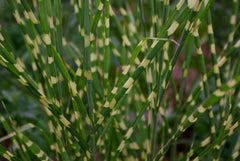 Little Zebra Dwarf Japanese Silver Grass ~ Miscanthus sinensis 'Little Zebra' 19CM