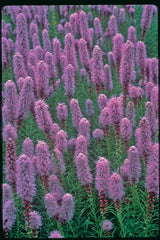 Kobold Gayfeather ~ Liatris spicata 19CM