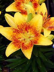 Lily Looks™ Tiny Nugget Lily ~ Lilium asiatic 'Tiny Nugget' 19CM