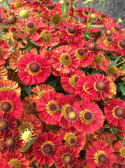 Mariachi™ 'Salsa' Sneezeweed ~ Helenium autumnale Mariachi™ 'Salsa' G1