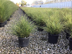 Bandwidth Maiden Grass ~ Miscanthus sinensis 'NCMS2B' G3