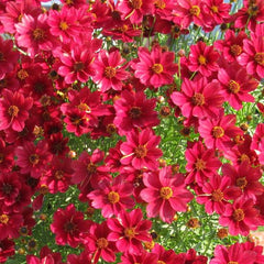Red Satin Tickseed ~ Coreopsis 'Red Satin' G1