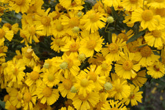 Mariachi™ 'Sombrero' Sneezeweed ~ Helenium autumnale Mariachi™ 'Sombrero' G1