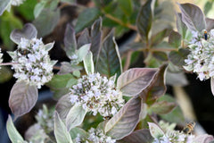 Smokey Mountain Mint ~ Pycnanthemum incanum 'Smokey Mountain Mint' 19CM