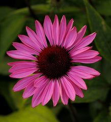 Ruby Star Coneflower ~ Echinacea purpurea 'Rubinstern' G1