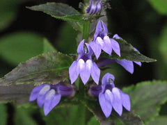 Blue Cardinal Flower ~ Lobelia siphilitica G1