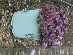 Sunsparkler® Wildfire Stonecrop ~ Sedum 19CM