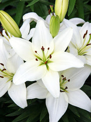 Lily Looks™ Tiny Crystal Asiatic Lily ~ Lilium asiatic 'Tiny Crystal'  19CM