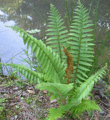 Cinnamon Fern ~ Osmundastrum cinnamomeum 19CM