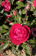 Cherrytini™ Floribunda Rose ~ Rosa 'Sproflored' G3