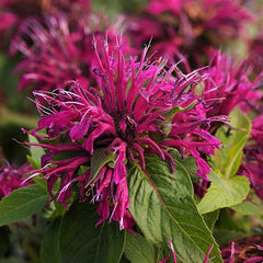 Balmy Purple Bee Balm ~ Monarda didyma 'Balbalmurp' G1