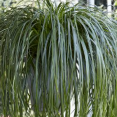 Ribbon Falls Sedge Grass ~ Carex oshimensis 'Ribbon Falls' 19CM