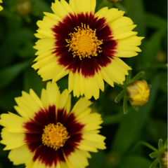 UPTICK™ Yellow & Red Tickseed ~ Coreopsis 'Baluptowed' 19CM