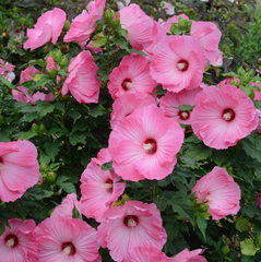 Airbrush Effect Rose Mallow ~ Hibiscus 'Airbrush Effect' G2