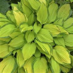 Island Breeze Plantain Lily ~ Hosta 'Island Breeze' 19CM
