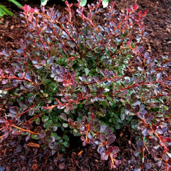WorryFree® Crimson Cutie® Barberry ~ Berberis thunbergii 'UCONNBTCP4N' G2