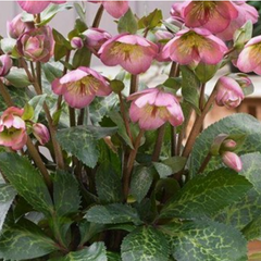 FrostKiss™ Dorothy's Dawn® Lenten Rose ~ Helleborus x 'EPB 29' 19CM