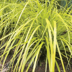 Everillo Sedge ~ Carex oshimensis 'Everillo' 19CM