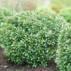 Strongbox® Inkberry Holly ~ Ilex glabra 'ILEXFARROWTRACEY' G3