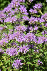 Blue Stocking Bee Balm ~ Monarda didyma ''Blaustrumpf' G1