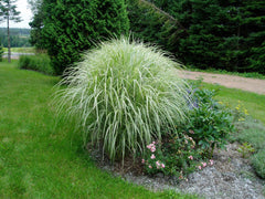 Variegated Japanese Silver Grass ~ Miscanthus sinensis 'Variegatus' G2