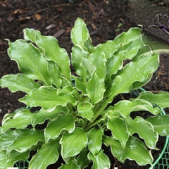 Whee Plantain Lily ~ Hosta 'Whee' 19CM