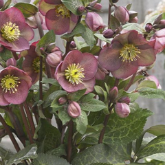 FrostKiss™ Pippa's Purple® Lenten Rose ~ Helleborus hybrid 19CM