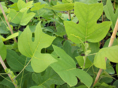 Tulip Tree ~ Liriodendron tulipifera G3