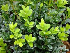 Calgary Boxwood ~ Buxus x 'Calgary' G3