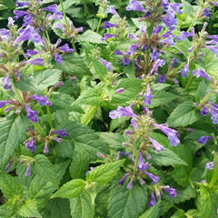 Neptune Catmint ~ Nepeta kubanica 'Bokratune' 19CM
