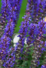 Blue Bouquetta Meadow Sage ~ Salvia nemorosa 'ALKLF' 19CM