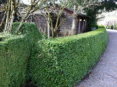 Green Beauty Boxwood ~ Buxus microphylla var. japonica 'Green Beauty' G3