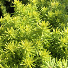 SUNSPARKLER® Angelinas Teacup Stonecrop ~ Sedum rupestre 'Angelina's Teacup' 19CM