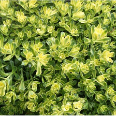 Sweet n Sour Stonecrop ~ Sedum 19CM