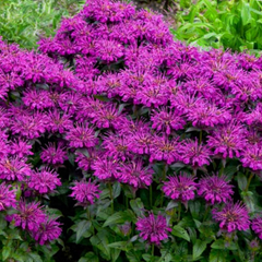 Sugar Buzz® Grape Gumball Bee Balm ~ Monarda didyma 19CM
