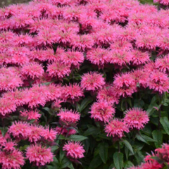 Sugar Buzz® Bubblegum Bee Balm ~ Monarda didyma 19CM