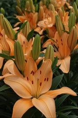 Lily Looks™ Tiny Moon Lily ~ Lilium asiatic 'Tiny Moon' 19CM